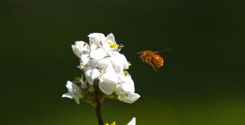 El Día de la Fascinación por las Plantas es realizado a nivel mundial por la Organización Europea para la Ciencia de las Plantas (EPSO)