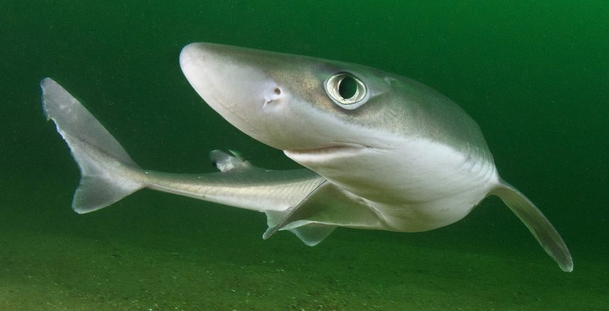 Spiny Dogfish, Squalus acanthias. Aka spurdog. Rhode Island, New England, USA, North Atlantic.